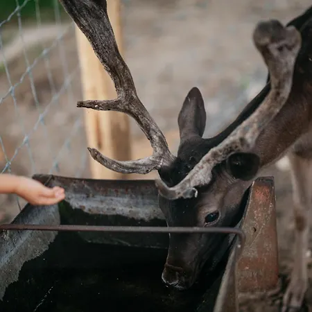 Malomerdo Panzio * Pusztavam