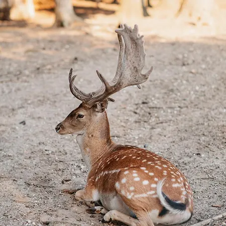 Bed & Breakfast Malomerdo Panzio *